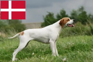 Read more about the article English Pointer crescători și căței în Danemarca