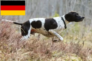 Read more about the article English Pointer crescători și căței în Germania