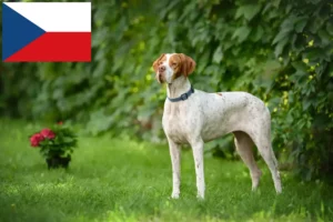 Read more about the article English Pointer crescători și căței în Republica Cehă