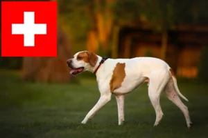 Read more about the article English Pointer crescători și căței în Elveția