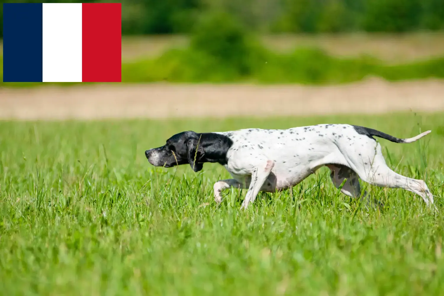 English Pointer căței și crescători Franța Aici puteți găsi crescători de Pointeri Englezi în Franța.