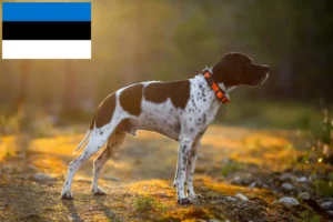 Read more about the article English Pointer crescători și căței în Estonia