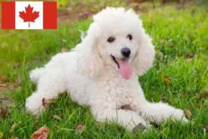 Read more about the article Poodle crescători și căței în Canada