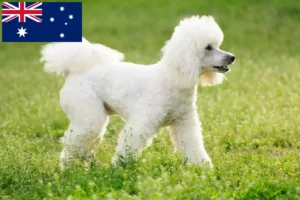 Read more about the article Poodle crescători și căței în Australia