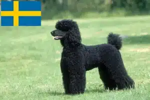 Read more about the article Crescători de pudeli și căței în Suedia