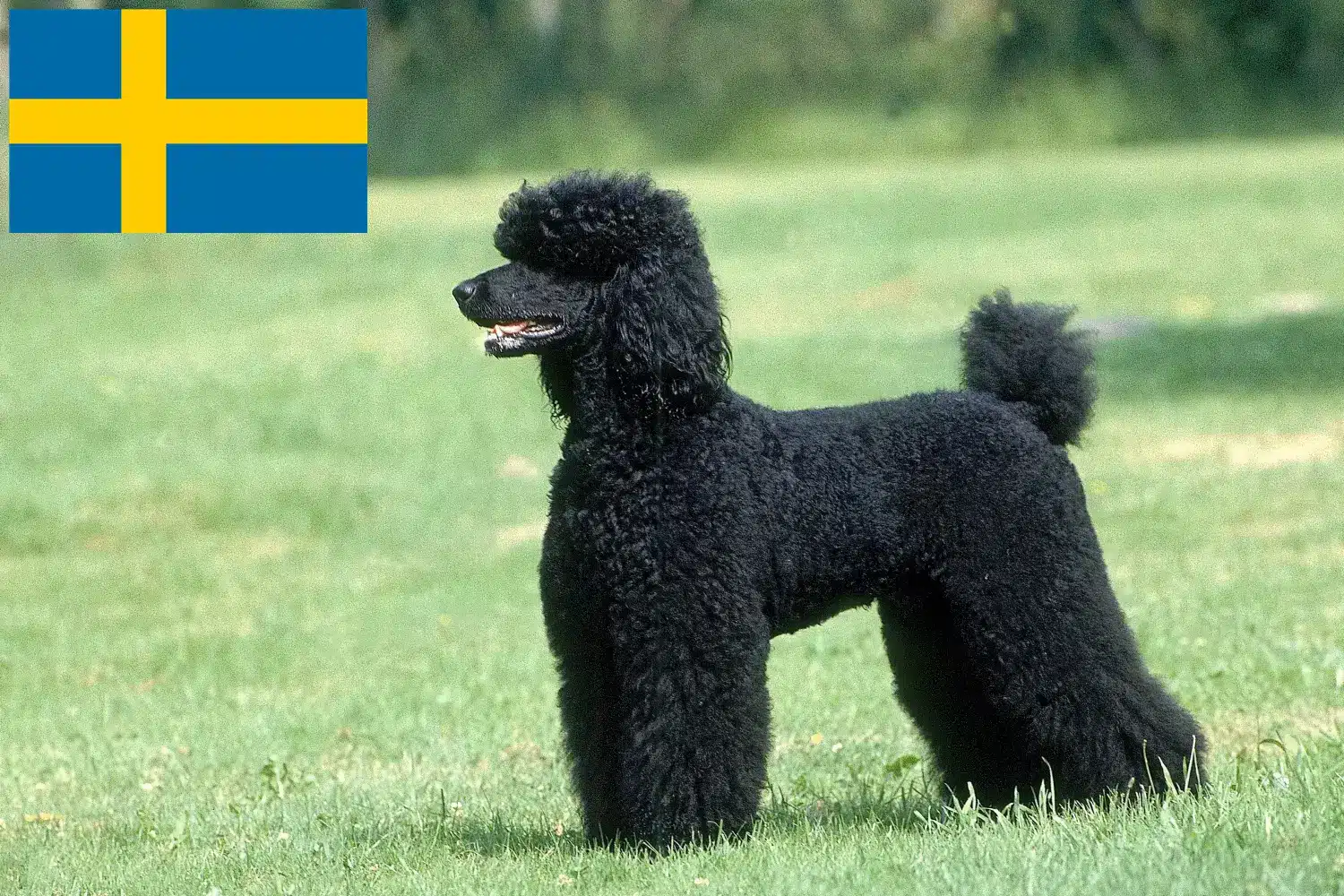 Catelusi Poodle si crescători Suedia Găsiți aici crescătorii de pudeli în Suedia.