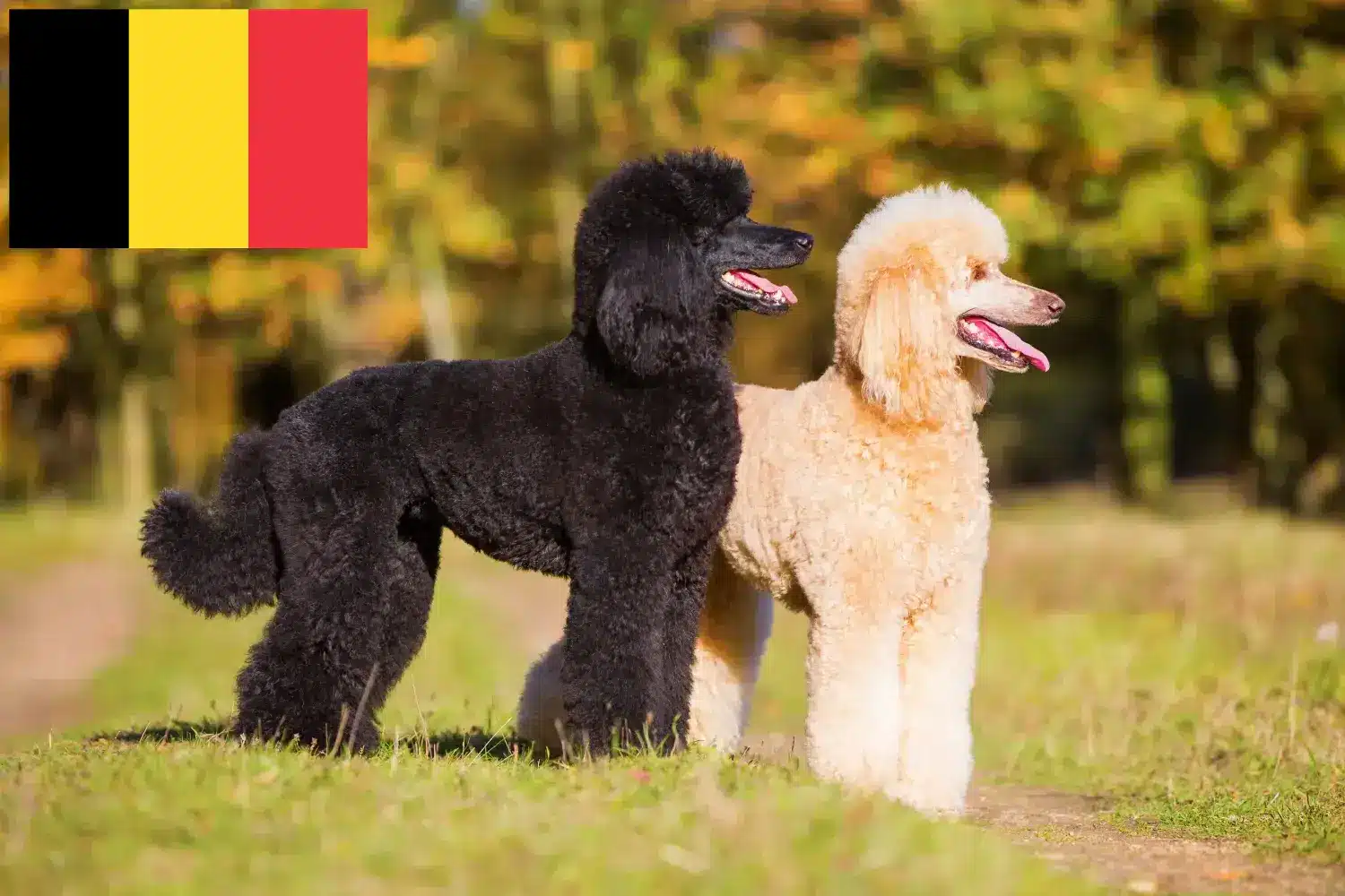 Catelusi Poodle si crescători Belgia Găsiți aici crescătorii de pudeli în Belgia.