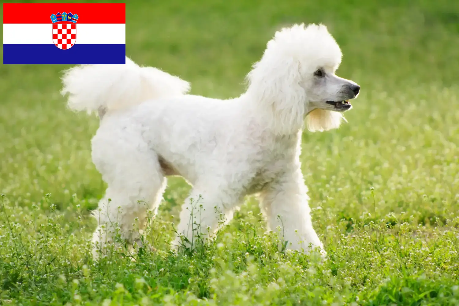 Catelusi Poodle si crescători Croația Găsiți crescători de pudeli în Croația aici.