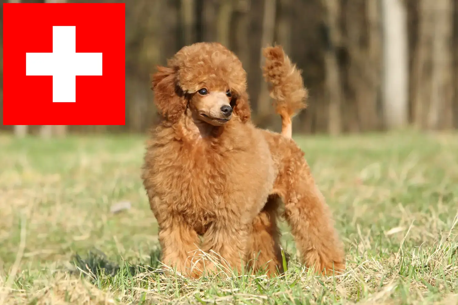 Catelusi Poodle și crescători Elveția Aici puteți găsi crescători de pudeli în Elveția.