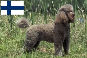 Read more about the article Crescători de pudeli și căței în Finlanda