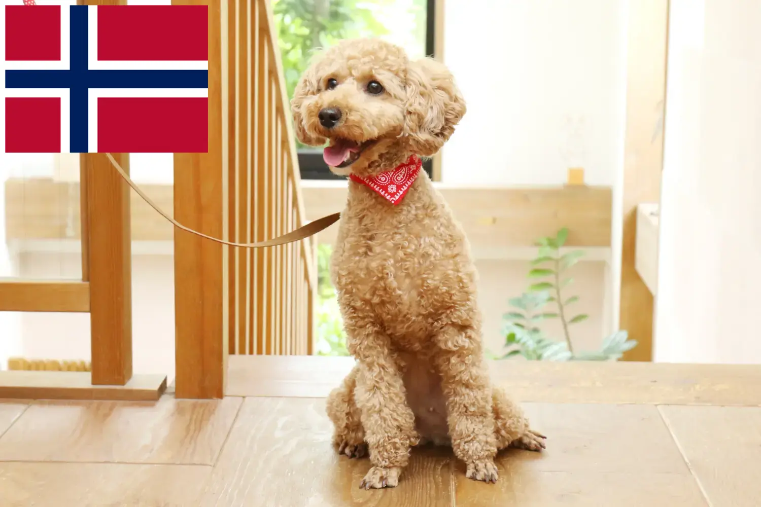 Catelusi Poodle si crescători Norvegia Găsiți aici crescători de pudeli în Norvegia.