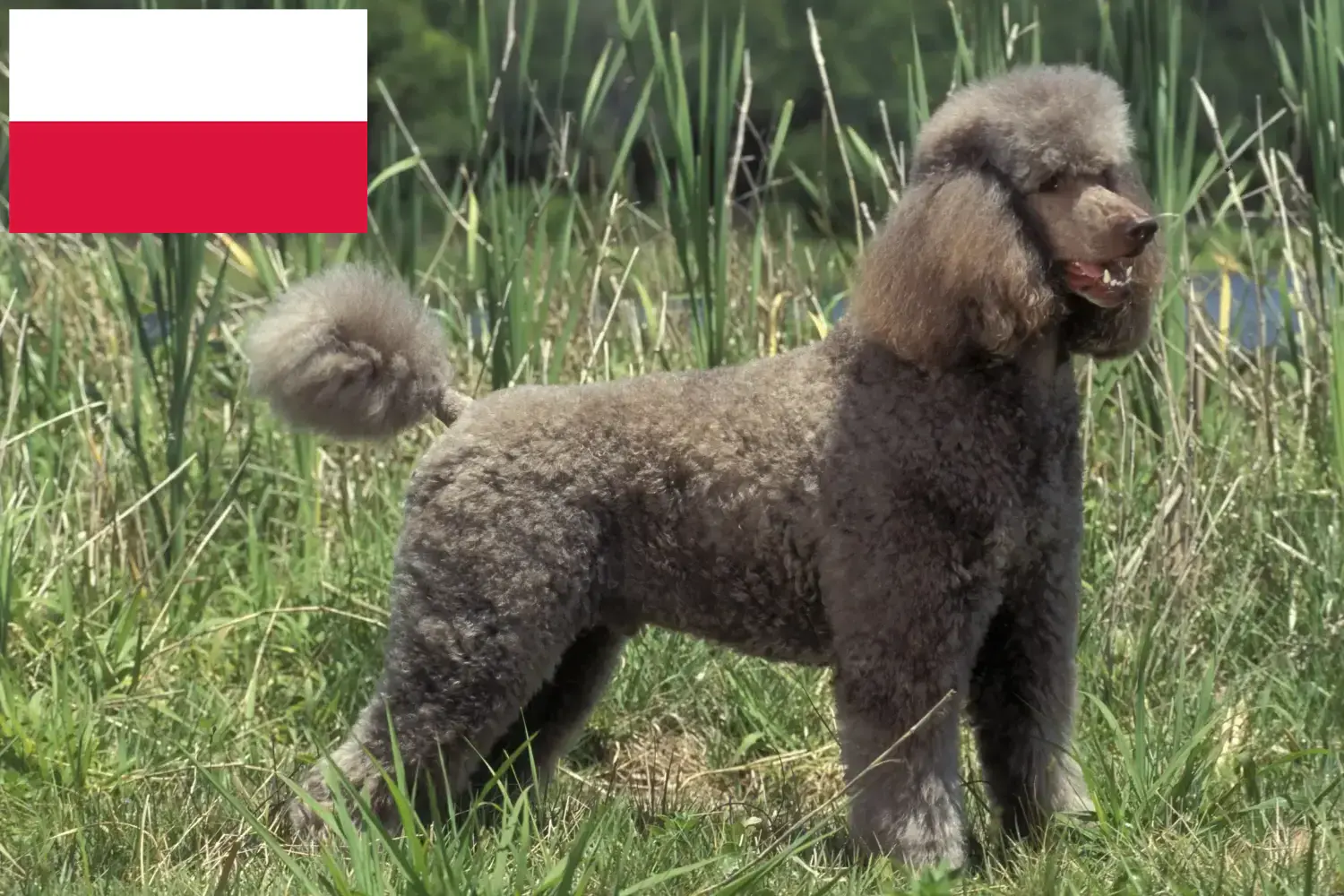 Poodle căței și crescător Polonia Găsește aici crescătorii de caniche în Polonia.