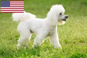 Read more about the article Poodle crescători și căței în SUA