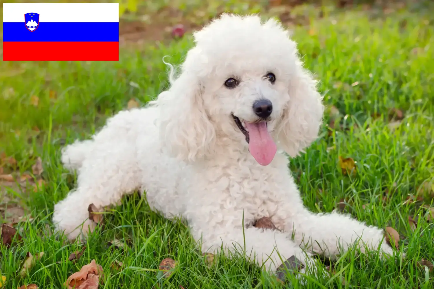 Căței pudel și crescători Slovenia Găsește aici crescătorii de caniche în Slovenia.