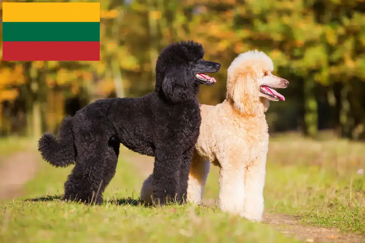 Căței pudel și crescători Lituania Găsește aici crescătorii de caniche în Lituania.
