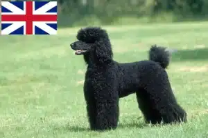 Read more about the article Crescători de pudeli și căței în Marea Britanie