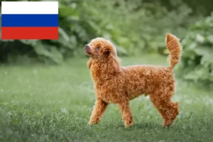 Read more about the article Crescători de pudeli și căței în Rusia
