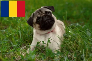 Read more about the article Crescători și căței Pug în România