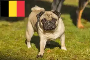 Read more about the article Pug crescători și căței în Belgia