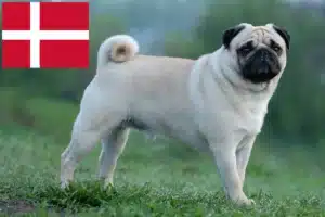 Read more about the article Pug crescători și căței în Danemarca