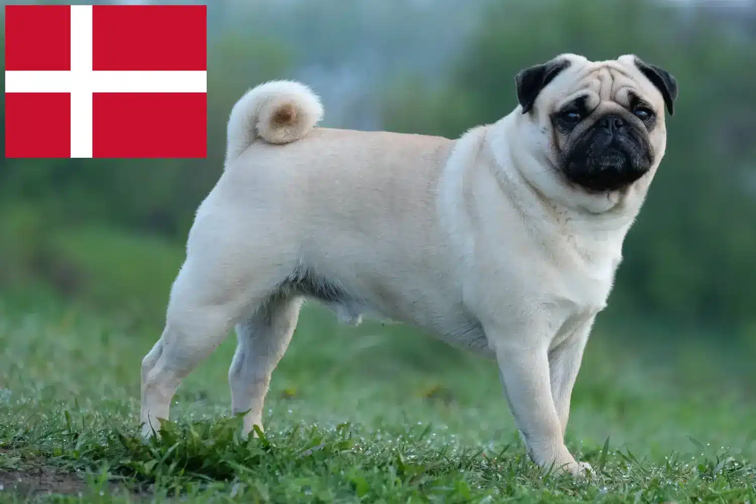 Pug căței și crescători Danemarca Aici puteți găsi crescători de Pugs în Danemarca.