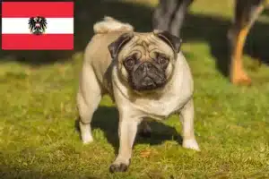 Read more about the article Pug crescători și căței în Austria