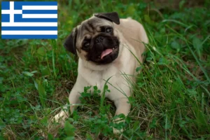 Read more about the article Pug crescători și căței în Grecia