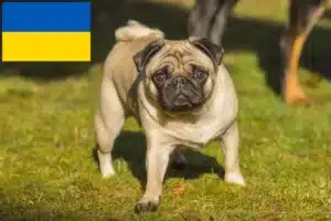 Read more about the article Pug crescători și căței în Ucraina