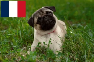 Read more about the article Pug crescători și căței în Franța