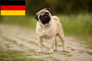 Read more about the article Pug crescători și căței în Germania
