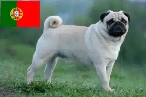 Read more about the article Pug crescători și căței în Portugalia