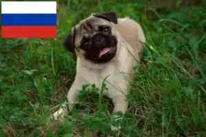 Read more about the article Pug crescători și căței în Rusia