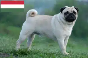 Read more about the article Pug crescători și căței în Ungaria