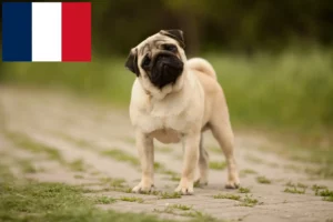 Read more about the article Pug crescători și căței în Réunion