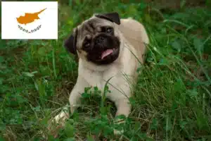 Read more about the article Pug crescători și căței în Cipru
