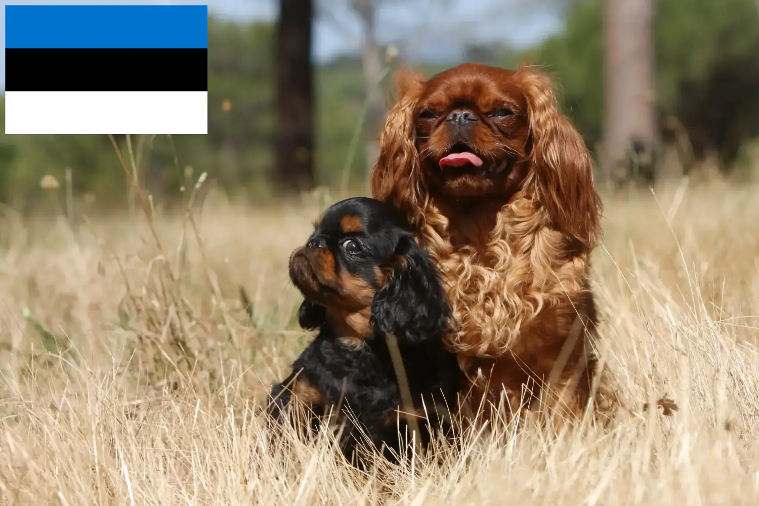 King Charles Spaniel căței și crescători Estonia Găsiți crescători de King Charles Spaniels în Estonia.