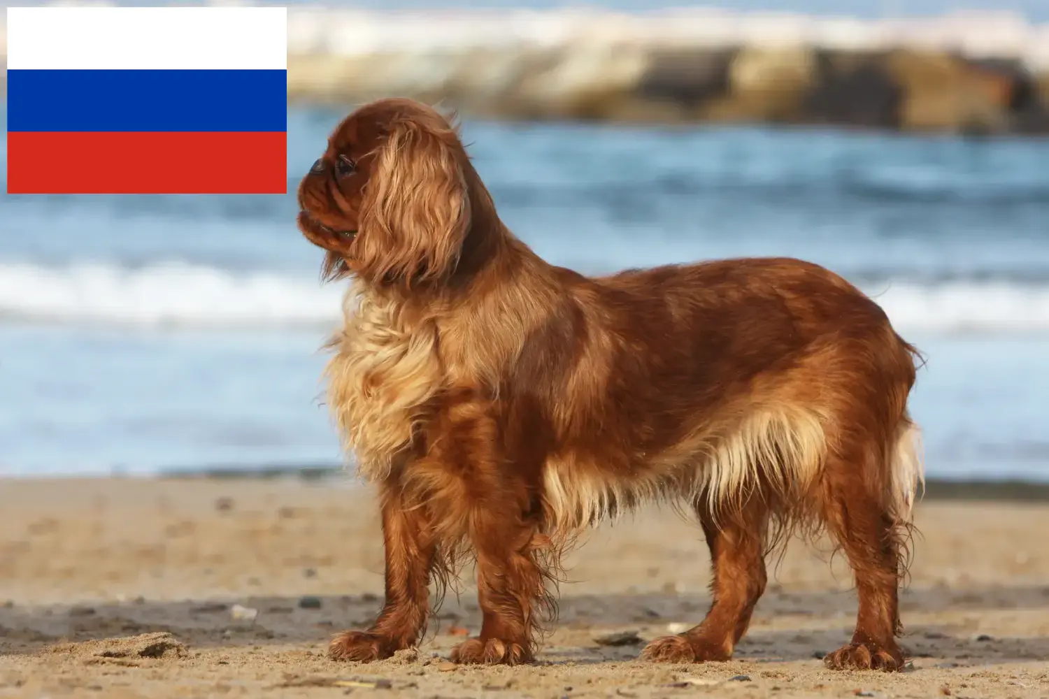King Charles Spaniel căței și crescători Rusia Aici puteți găsi crescători de King Charles Spaniel în Rusia.