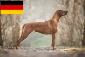 Read more about the article Rhodesian Ridgeback crescători și căței în Germania