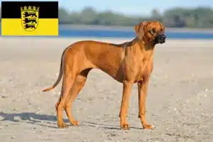 Read more about the article Rhodesian Ridgeback crescători și căței în Baden-Württemberg