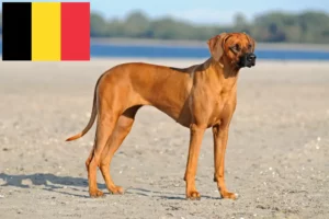 Read more about the article Rhodesian Ridgeback crescători și căței în Belgia