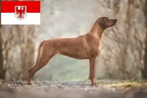 Read more about the article Rhodesian Ridgeback crescători și căței în Brandenburg