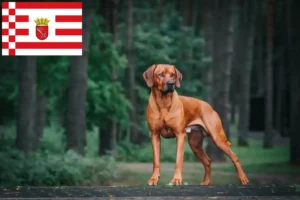 Read more about the article Rhodesian Ridgeback crescător și căței în Bremen
