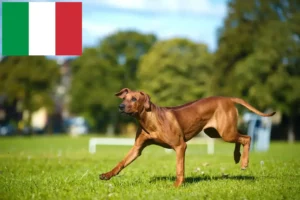 Read more about the article Rhodesian Ridgeback crescători și căței în Italia