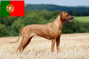 Read more about the article Rhodesian Ridgeback crescători și căței în Portugalia