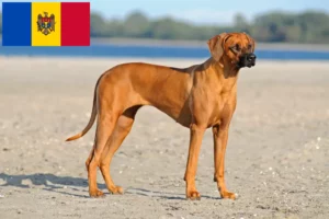 Read more about the article Rhodesian Ridgeback crescători și căței în Moldova