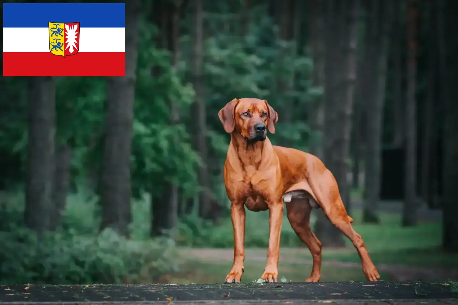 Read more about the article Rhodesian Ridgeback crescători și căței în Schleswig-Holstein