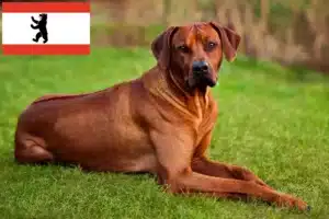 Read more about the article Rhodesian Ridgeback crescători și căței în Berlin