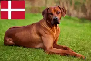 Read more about the article Rhodesian Ridgeback crescători și căței în Danemarca