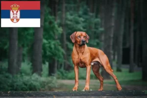 Read more about the article Rhodesian Ridgeback crescători și căței în Serbia
