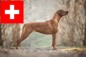 Read more about the article Rhodesian Ridgeback crescători și căței în Elveția